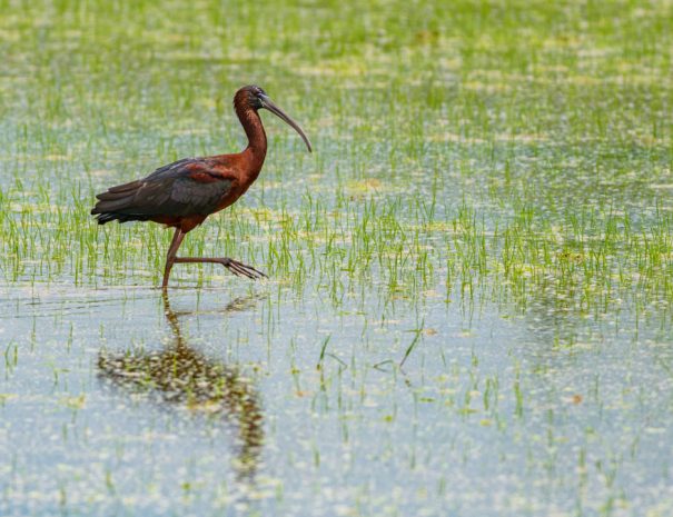 Paseos en barca por la Albufera de Valencia