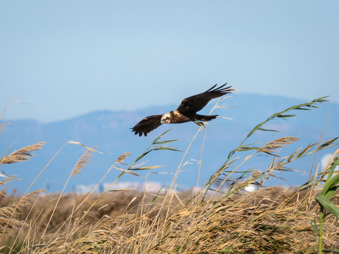 L'Albufera de Valencia