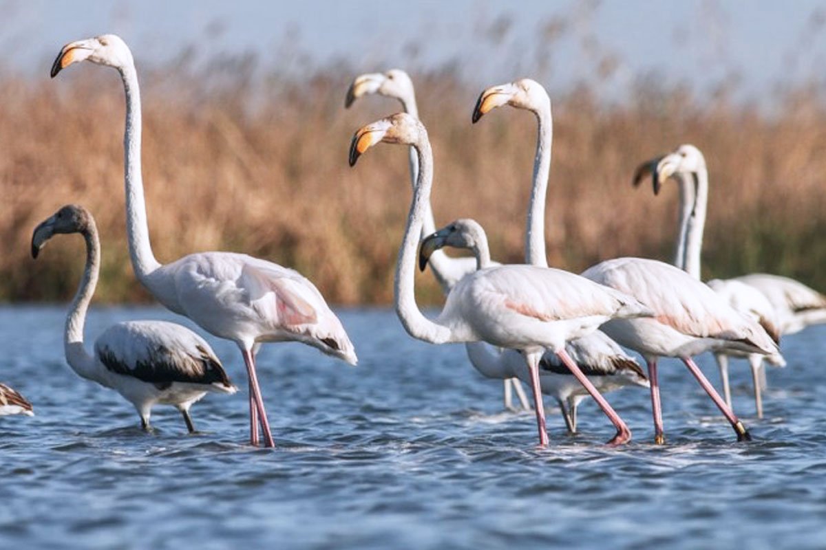 L'Albufera de Valencia