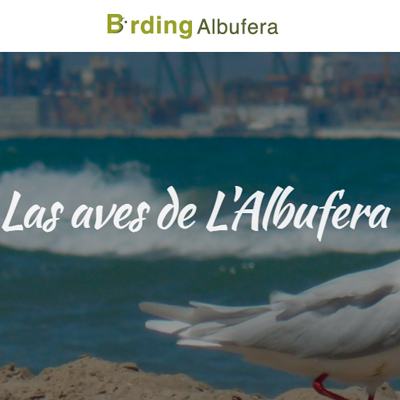 Birding Albufera. Las aves de l’Albufera