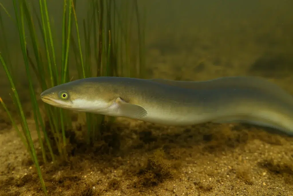 anguila albufera