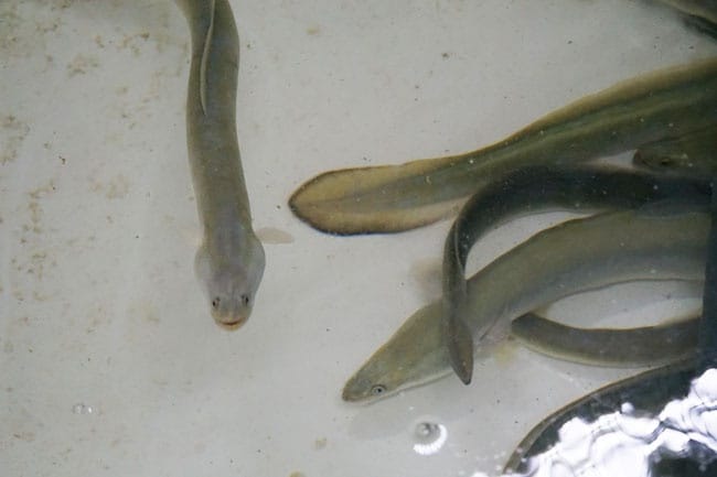 anguila de la albufera