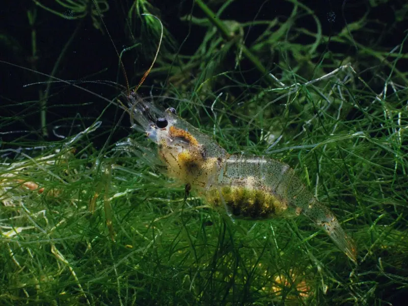 animales acuaticos albufera