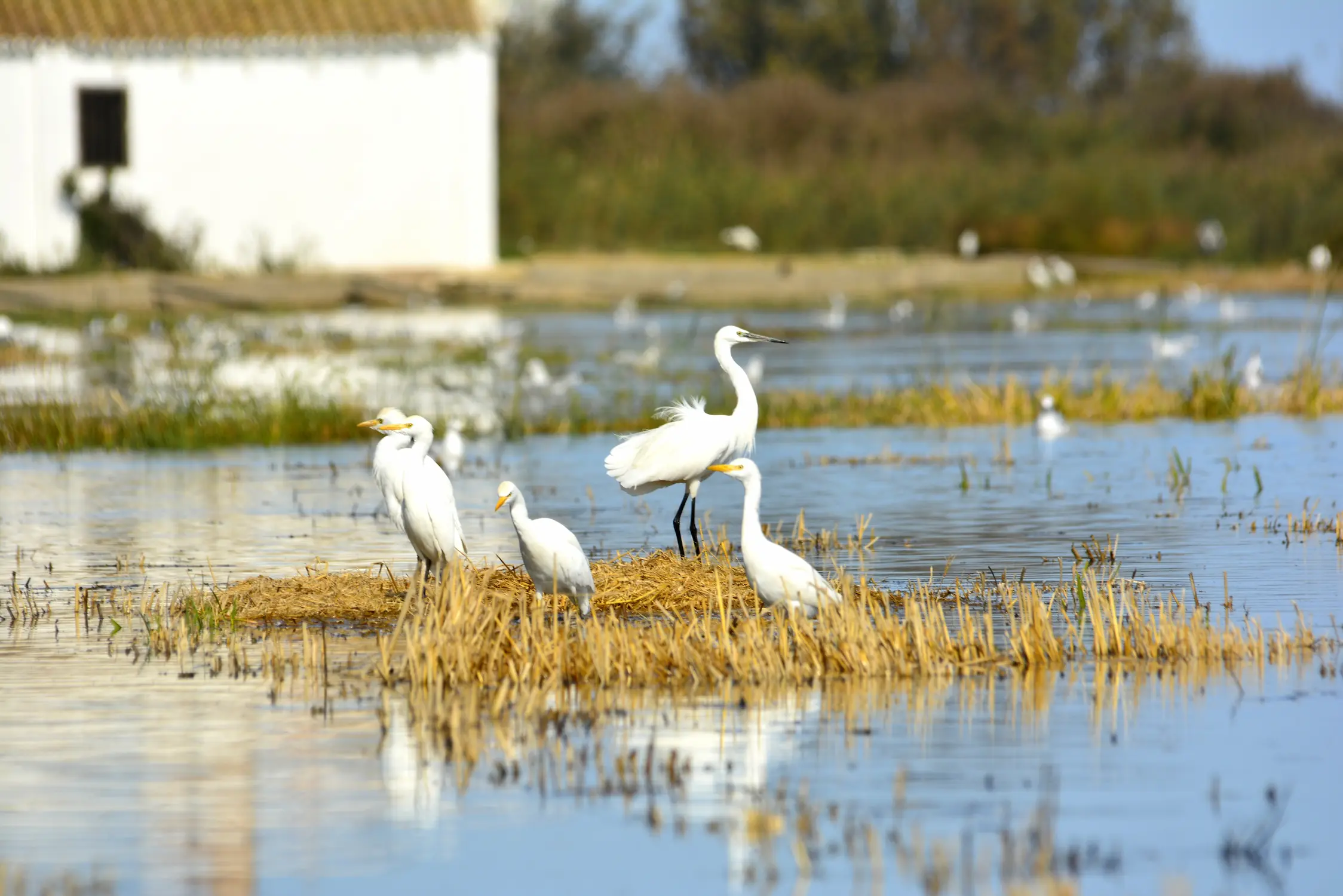animales albufera