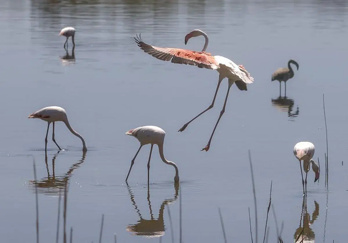 animales albufera